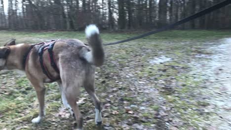 Weitwinkelaufnahme-Eines-Hundes,-Der-Auf-Einer-Unbefestigten-Straße-Im-Wald-Läuft