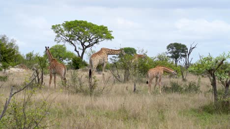 A-group-of-giraffe,-feeding-on-Acacia,-Kruger,-South-Africa-Giraffa-camelopardalis-giraffa