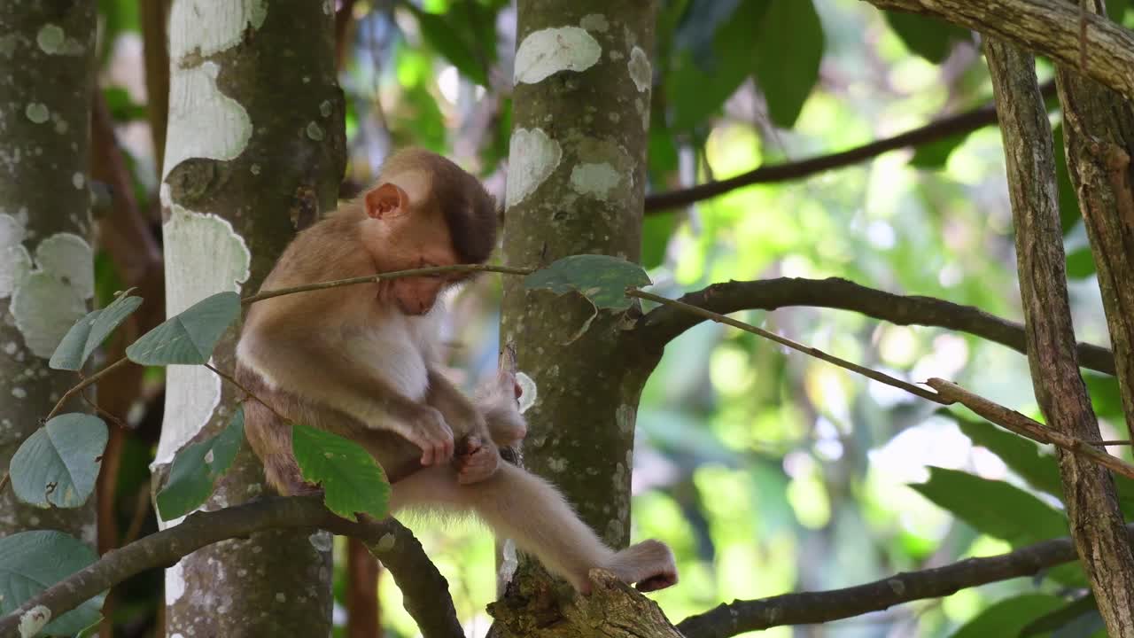 macaco de cola de cerdo del norte, macaca leonina, parque nacional khao yai