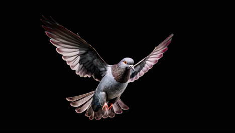 graceful pigeon in flight silhouette animation isolated asset, transparent 4k video, alpha channel