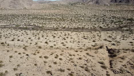 aerial tour of california desert covered with scattered joshua trees in the wild american desert