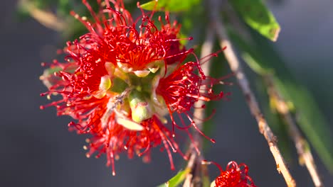 primer plano de una flor de pincel de botella roja vibrante