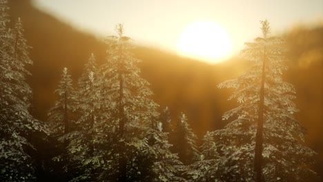 Bosque-De-Pinos-Al-Amanecer-Con-Cálidos-Rayos-De-Sol