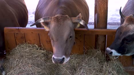 Frontal-view-of-brown-cattle-cow-eating-dried-grass-in-organical-farm