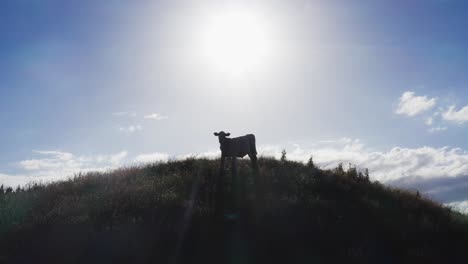 silhouette of lone cow standing on hill top, back lit with bright sunlight