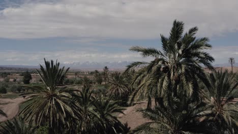 Eine-Wunderschöne-Luftaufnahme-über-Einem-Palmenhain-In-Ouarzazate-Mit-Blick-Auf-Das-Schneebedeckte-Atlasgebirge