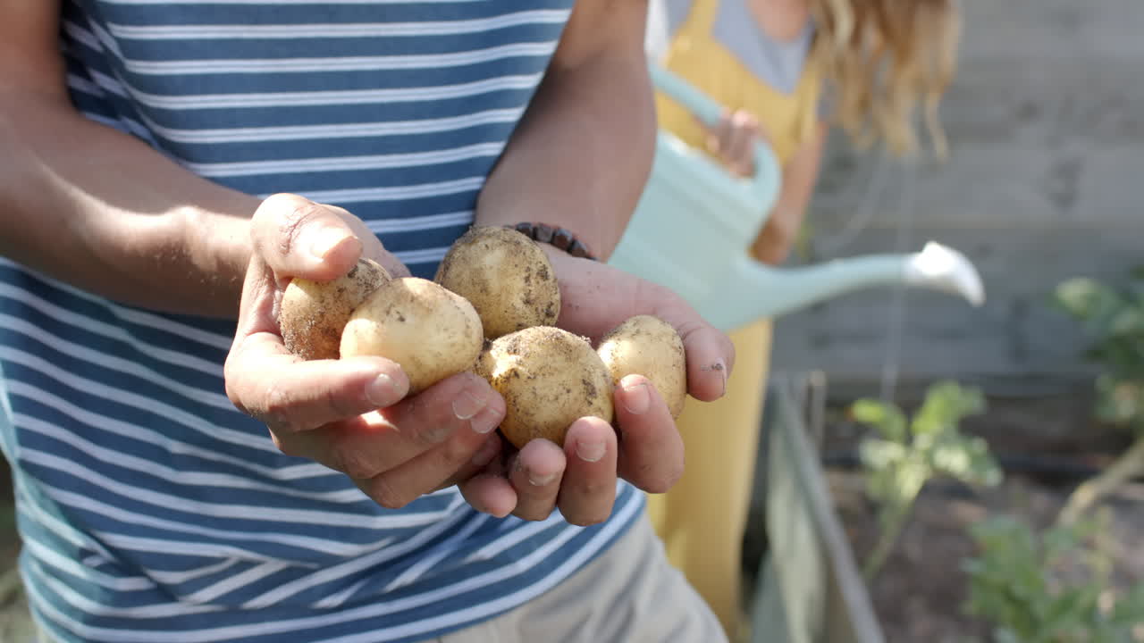 Felice coppia di diverse etnie che lavora in giardino e raccoglie patate, al rallentatore