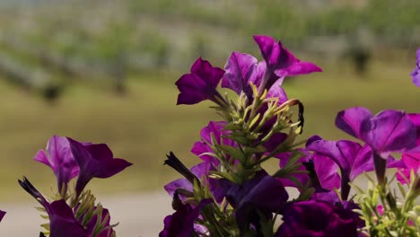 close-up of purple flowers with a blurred background