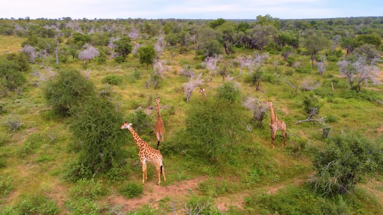 Giraffe che pascolano su vegetazione verde da una vista drone. Una piccola mandria in Sudafrica che si gode una giornata soleggiata e tranquilla.