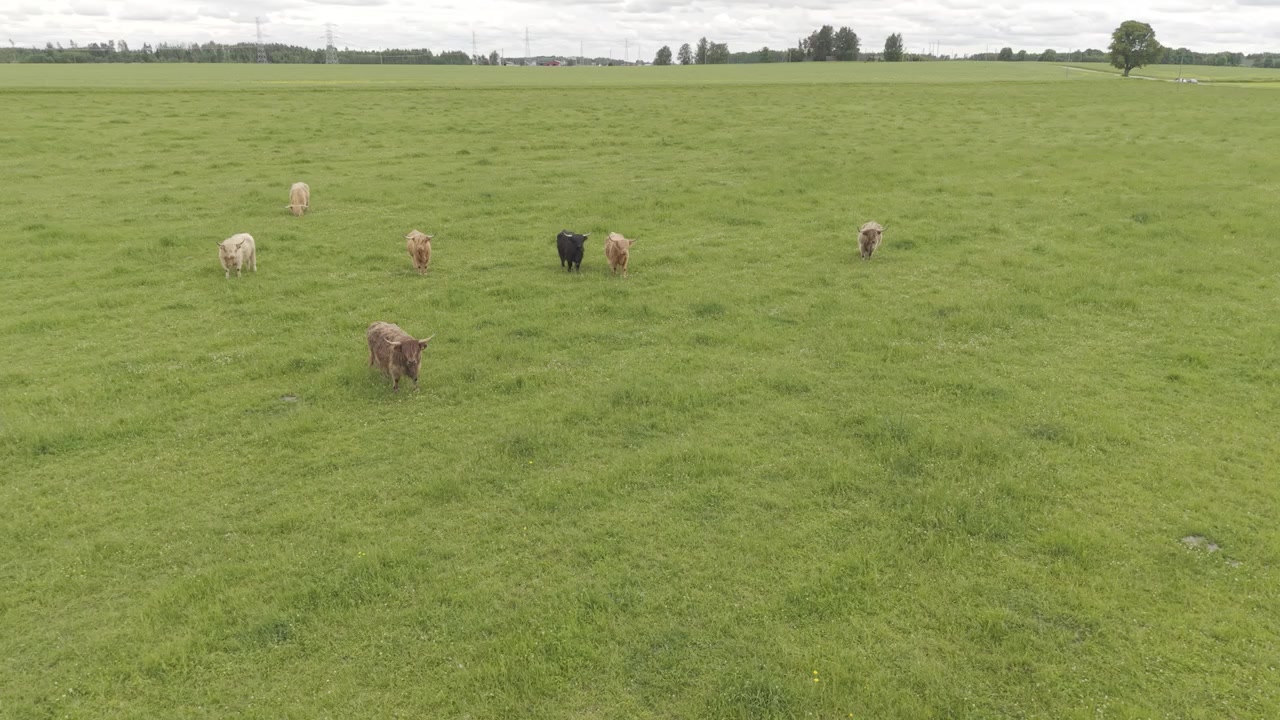 Vista ampla de gado espalhado por uma pastagem verde exuberante perto da floresta, com vacas mistas marrons, pretas e peludas em uma paisagem rural tranquila.