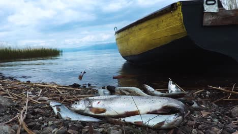 fish caught by the fisherman on the shore of lake ohrid