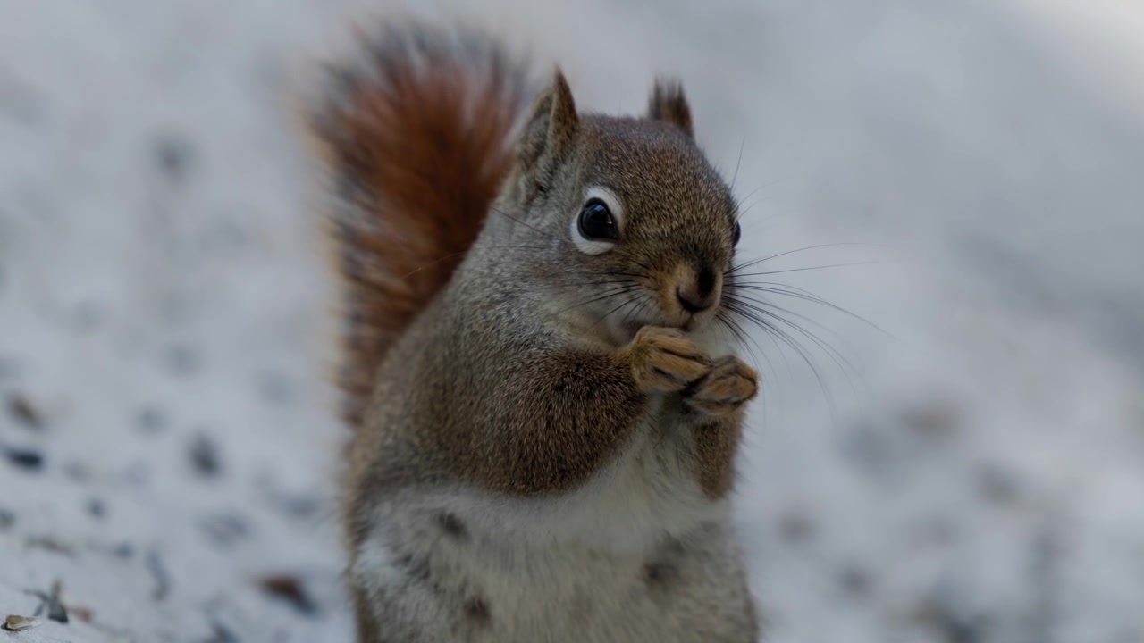 Closeup Of A Red Squirrel Eating Seed. Sciurus Vulgaris.