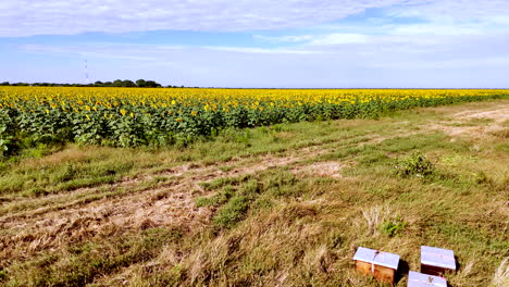 aggressive african bees in defense near remote sunflower field hives - drone