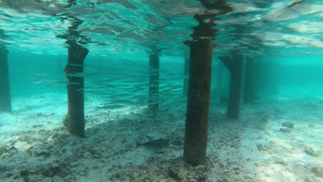 peces nadando bajo el poste de madera del bungalow en maldivas