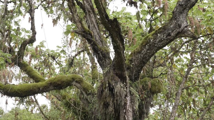 Un'ampia ripresa inclinata di un vecchio albero di sequoia africana nella foresta con muschio e felci che vi crescono sopra