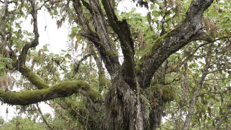 Un-Amplio-Plano-Inclinado-De-Una-Vieja-Secuoya-Africana-En-El-Bosque-Con-Musgo-Y-Helechos-Creciendo-En-él