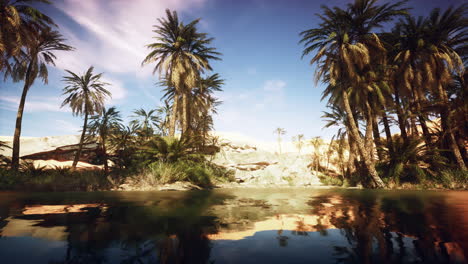 oasis en el desierto