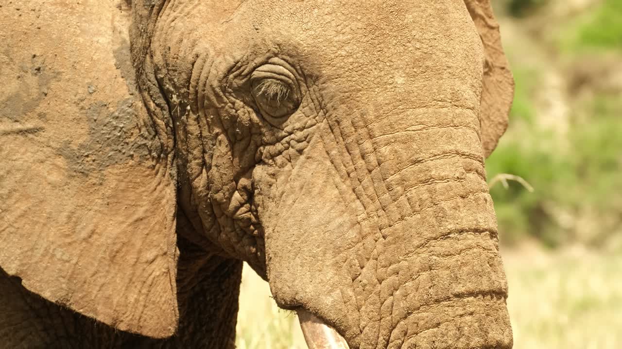 식욕 을 가지고 무언가를 는 소박 한 코끼리 의 클로즈업