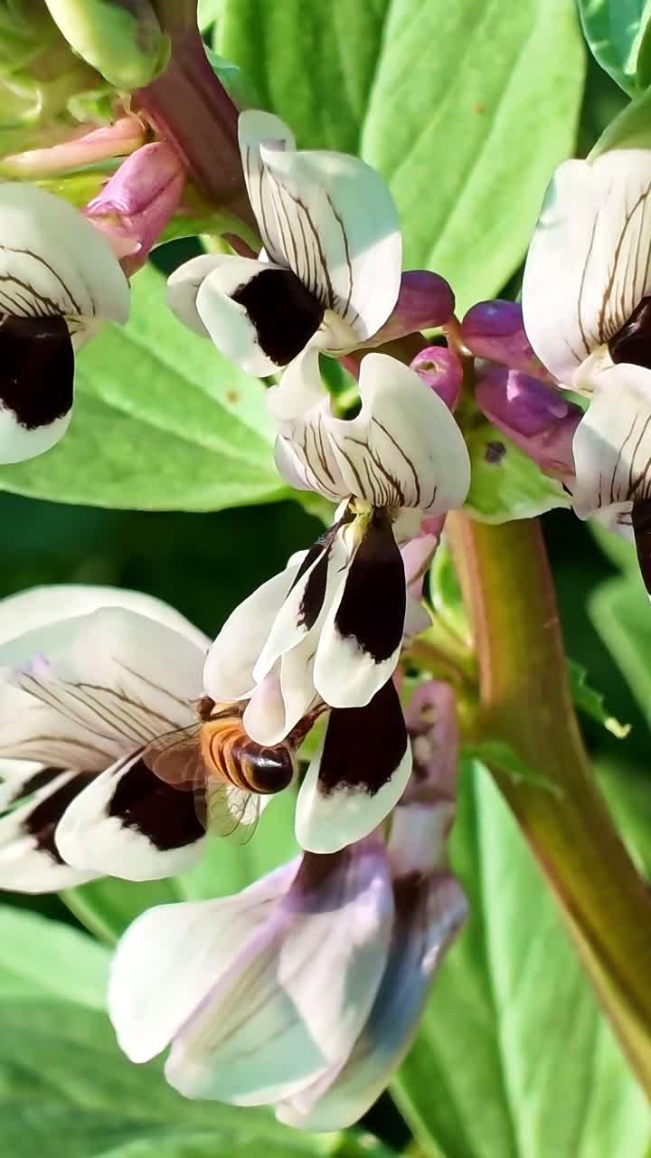 Bee on broad bean flower, nature, insect behavior. Close-up, vertical format