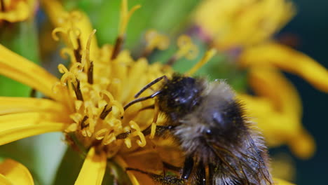abejorro alimentándose de una flor y polinizando, macro en primer plano