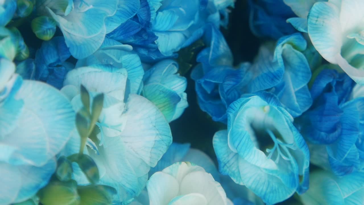 Blue flowers close-up