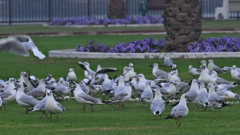 aves migratorias comiendo en una mañana brumosa en un área urbana en los emiratos árabes unidos