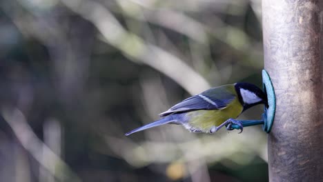 4k-Zeitlupenaufnahmen-Von-Vögeln,-Die-Auf-Einer-Vogelsämaschine-Landen-Und-Samen-Fressen