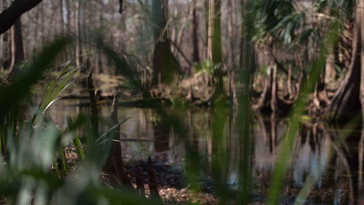 In a swampy forest, bald cypress tress, air roots and other flora grow abundantly