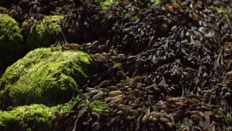 detailed close-up of marine seaweed and bright green algae covering coastal rocks at low tide. natural textures, moisture, and organic forms create a rich coastal nature scene