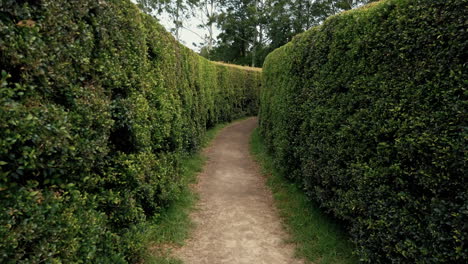 walking through a garden maze with lush green boxwood hedges - handheld, forward shot