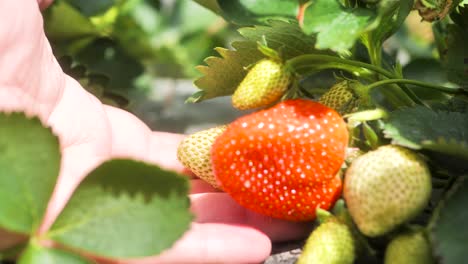 Close-up-video-of-men-picking-strawberries-on-the-farm