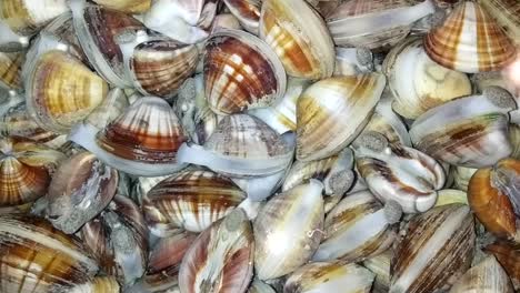 Clams-in-spanish-also-known-as-Guacuco-is-a-venezuelan-seafood