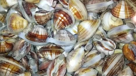 clams in spanish also known as guacuco is a venezuelan seafood