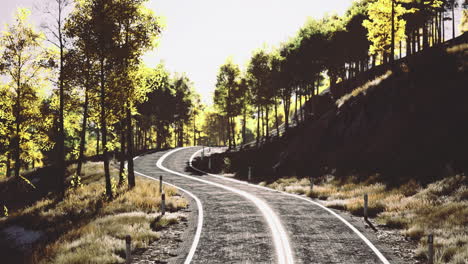 winding road through a sunlit forest with vibrant autumn colors