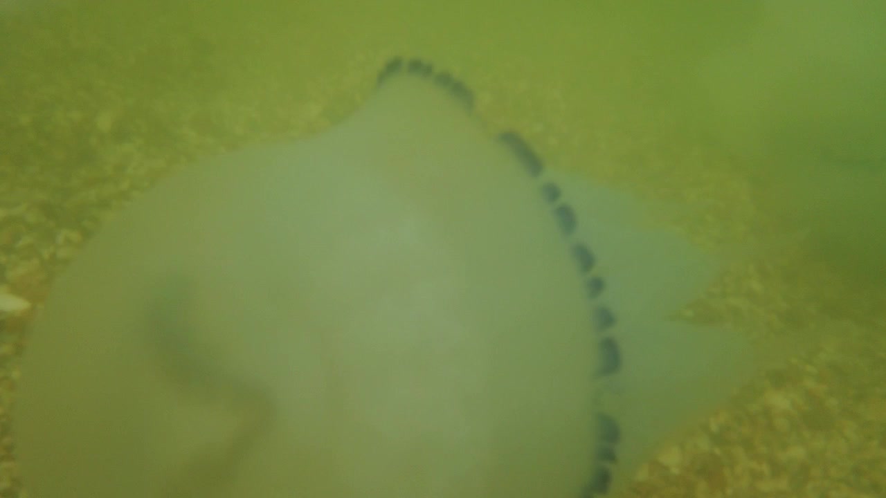 Jellyfish underwater at sea. Species of jellyfish Rhizostoma pulmo.