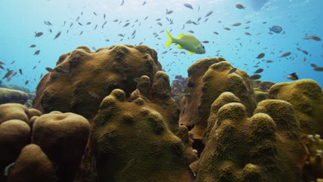 cientos de pequeños peces nadando alrededor de la formación de coral duro