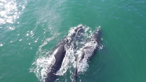 Zwei-Südkaper-Schwimmen-Gemeinsam-Im-Türkisfarbenen-Wasser-Von-Puerto-Madryn-Und-Versprühen-Wassernebel