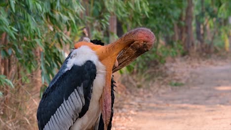 Ein-Großer-Vogel-Aus-Der-Familie-Der-Storche,-Der-In-Südasien-Weit-Verbreitet-Ist-Und-Jetzt-Aufgrund-Des-Verlusts-Seines-Lebensraums-Gefährdet-Ist