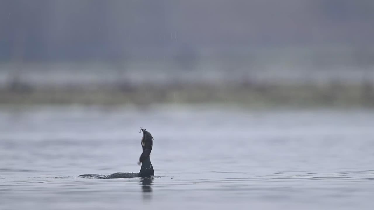 호수-1에서 아침에 큰 가마우지 낚시