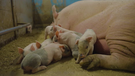 cute little piglets cuddling together next to big sow