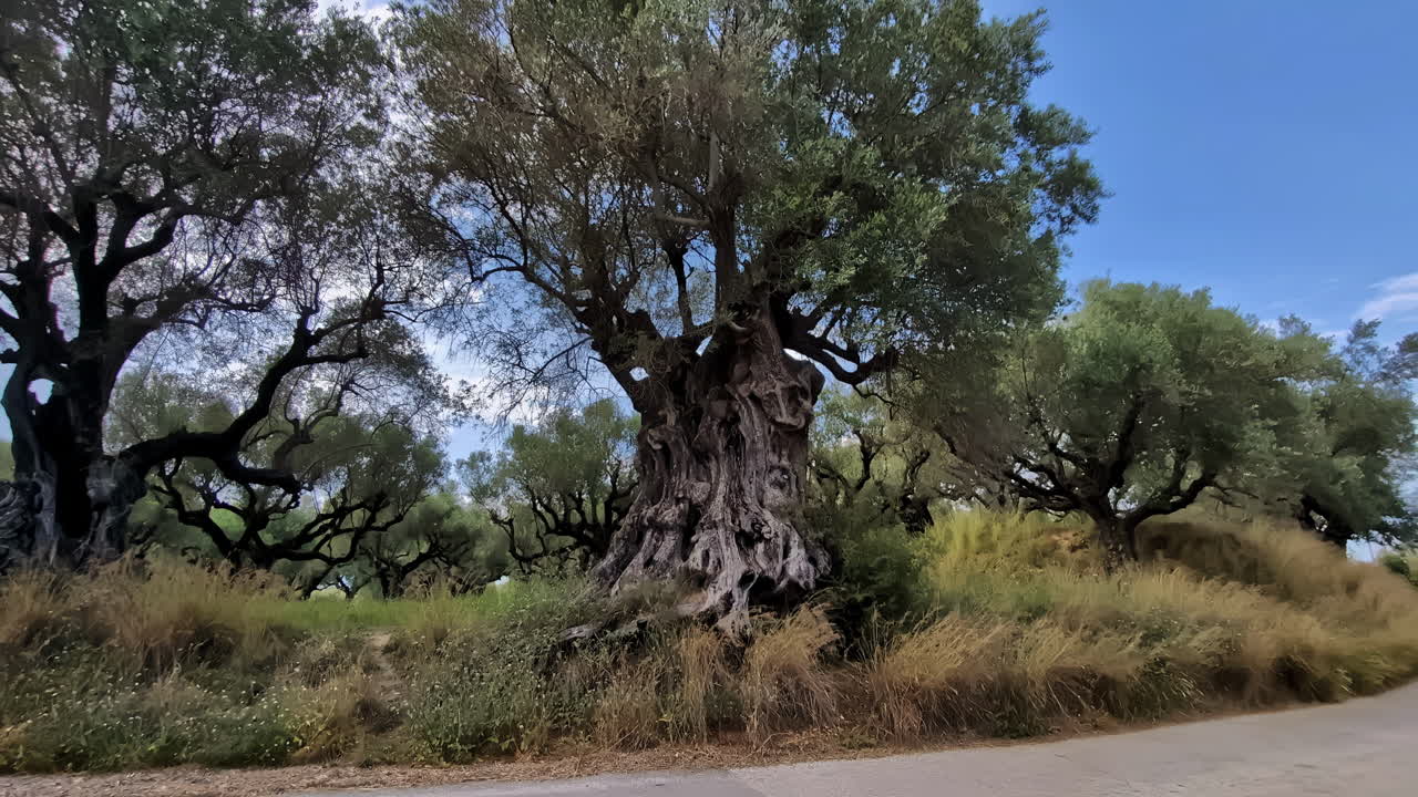 Slow motion landscape of huge olive trees with leafy branches and trunk surrounded by grass and reeds in public area national park on roadside countryside forest woodlands environment nature