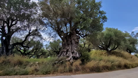 slow motion landscape of huge olive trees with leafy branches and trunk surrounded by grass and reeds in public area national park on roadside countryside forest woodlands environment nature