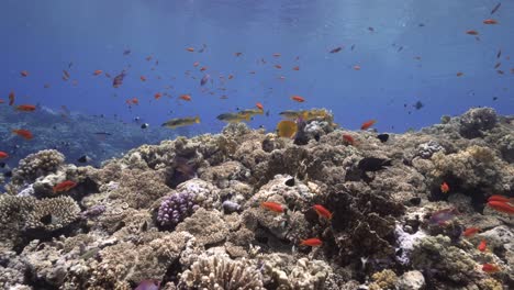 fish life around a healthy coral reef in the red sea