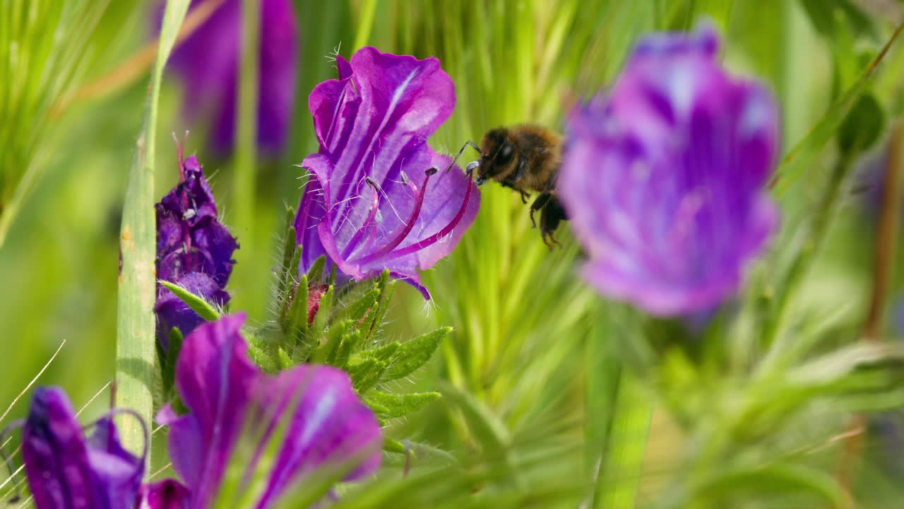 Honey bee (family Apidae) near purple viper's bugloss flower (Echium plantagineum) in summer. Insect pollinator out looking for nectar