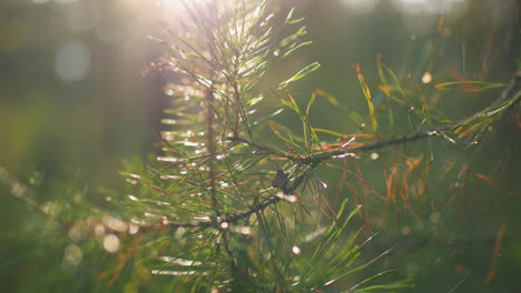 close-up of pine tree branch with delicate needles bathed in warm, golden sunlight, subtle bokeh effect creates depth in background