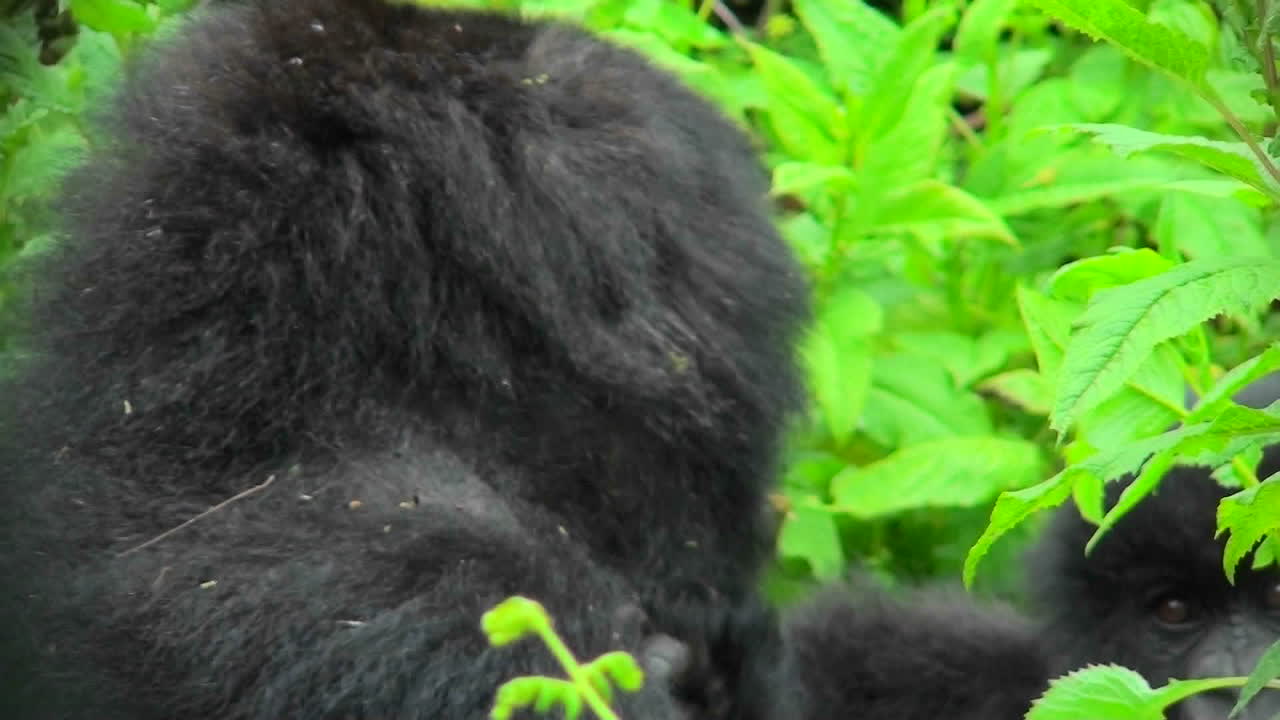 Un gorilla di montagna ruandese tra il fogliame verde della giungla