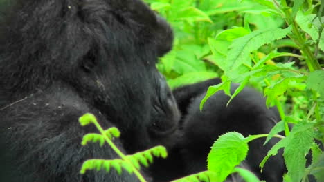 un gorila de montaña ruandés entre el follaje verde de la selva