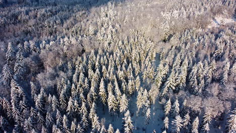 Vista-Aérea-De-Arriba-Hacia-Abajo-Sobre-El-Bosque-Nevado-De-Pinos-En-El-Bois-Du-Jorat,-Vaud,-Suiza---Disparo-De-Drones