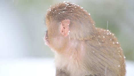 primer plano de mono macaco rhesus bebé en caída de nieve