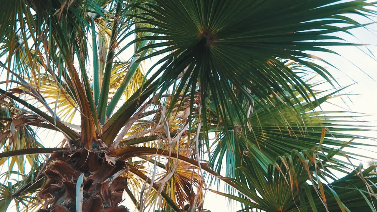 cerca de las hojas de la palmera durante el día en el clima mediterráneo de verano en españa